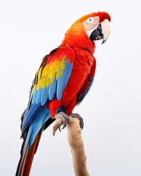 Macaw parrot animal nature. AI generated Image by rawpixel.