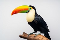Toucan toucan animal nature. AI generated Image by rawpixel.