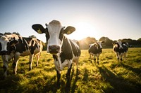 Field cow livestock grassland. 