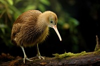 Brown Kiwi animal brown beak. 