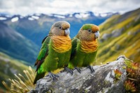 New Zealand parrot landscape animal. 