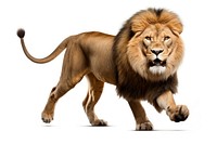 Lion running wildlife mammal animal. AI generated Image by rawpixel.