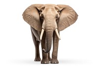 Male elephant wildlife standing animal. AI generated Image by rawpixel.