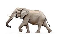Walking elephant wildlife animal mammal. AI generated Image by rawpixel.