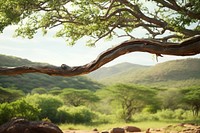 African national park nature tree wilderness. AI generated Image by rawpixel.