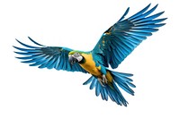 Parrot animal flying bird. AI generated Image by rawpixel.