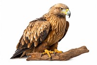 Eagle buzzard vulture animal. AI generated Image by rawpixel.