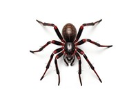 Spider spider arachnid animal. AI generated Image by rawpixel.