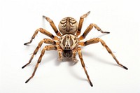 Spider spider tarantula arachnid. AI generated Image by rawpixel.