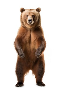 Bear wildlife standing mammal. AI generated Image by rawpixel.