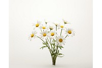 Daisy plant flower white. AI generated Image by rawpixel.