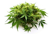 Marijuana plant herbs leaf. AI generated Image by rawpixel.