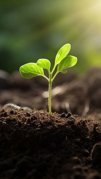 1 seedling in the ground background. 