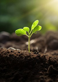 1 seedling in the ground background. 