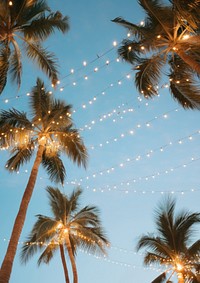 a photo of worm eye view of a palm trees during the Vanila sky with outdoor string lights. AI generated Image by rawpixel.