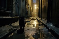 Black cat alley street mammal. AI generated Image by rawpixel.
