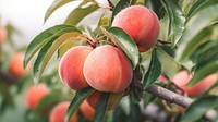 close up photo of peach on a peach tree. 