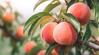 close up photo of peach on a peach tree. 