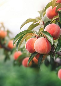 close up photo of peach on a peach tree. AI generated Image by rawpixel.