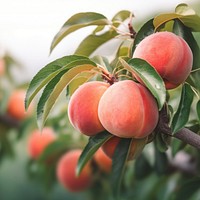 close up photo of peach on a peach tree. AI generated Image by rawpixel.