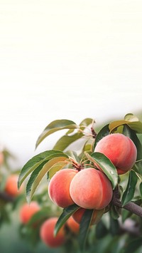 close up photo of peach on a peach tree. 