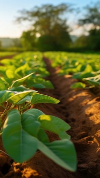 local African farmers nurture and cultivate vibrant sweet potato crops. 