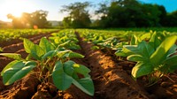 local African farmers nurture and cultivate vibrant sweet potato crops. 