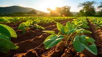 local African farmers nurture and cultivate vibrant sweet potato crops. 