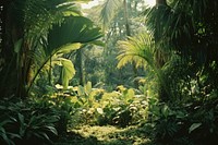 Jungle ground vegetation outdoors woodland. 