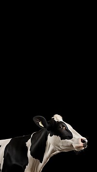 Photo of a cow standing isolated on black background.  