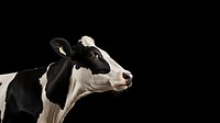 Photo of a cow standing isolated on black background.  