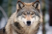 Gray wolf animal mammal coyote. AI generated Image by rawpixel.