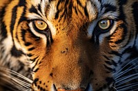 Tiger wildlife animal mammal. AI generated Image by rawpixel.