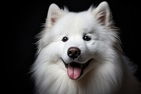 White samoyed dog portrait photo. 