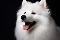 White samoyed dog portrait photo. 