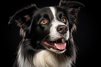 Photo of Border Collie, studio light, portrait. .