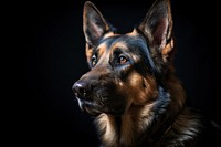 Photo of German Shepherd, studio light, portrait. 