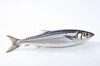 Fish sardine seafood animal. AI generated Image by rawpixel.