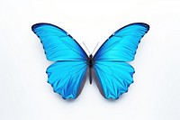 Butterfly animal insect white background. 