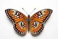 Butterfly animal insect white background. 