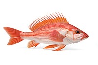 Fish animal sea white background. 