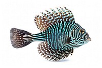 Fish animal sea white background. AI generated Image by rawpixel.