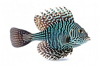 Fish animal sea white background. 