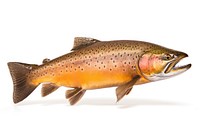 Fish animal trout white background. 