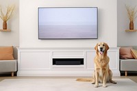 Golden retriever dog television screen. 