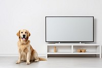 Golden retriever dog television screen. 