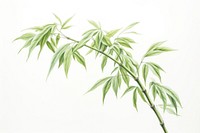 Bamboo tree plant leaf white background. 