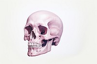 Skeleton white background anthropology biology. AI generated Image by rawpixel.