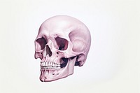 Skeleton white background anthropology biology. 