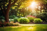 Tree landscape sunlight outdoors